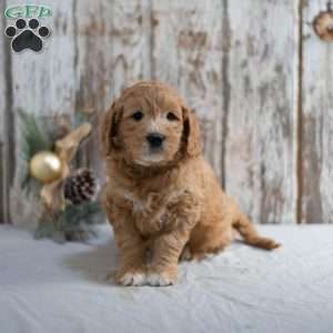 Gerald, Mini Goldendoodle Puppy